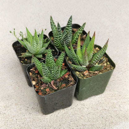 Haworthia 'Zebra Plant' White Stripe Aloe Spiky Succulent (2 inch)