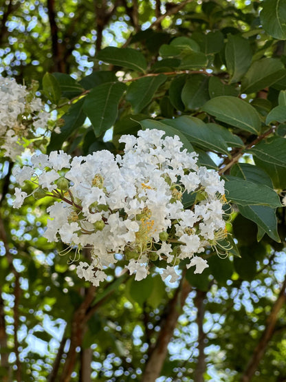 4 Pack - Acoma (White) Crape Myrtle Starter Trees - Quart Containers - Approximately. 6-12 inches Tall