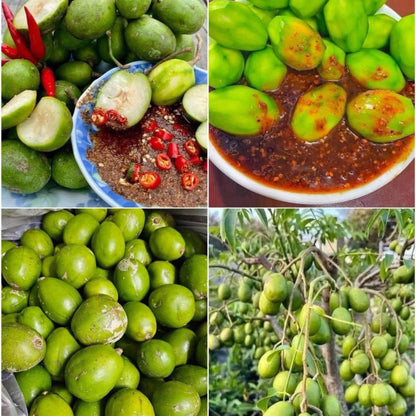2-3Ft June Plum Tree Live Plant, 3 Years Old Tropical June Green Plum Fruit Trees, Zones 10-11 Outdoor Planting