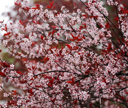 Purple Leaf Sand Cherry Live Plant – Prunus Cistena Ornamental Shrub – Pink Spring Blossoms with Deep Purple Foliage – Hardy Landscape Flowering Bush for Outdoor Gardens (2 Trees)