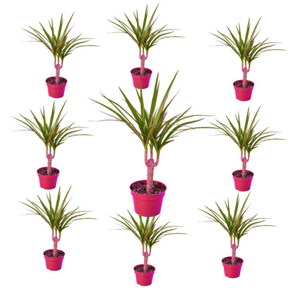 9 Pack Dracaena Marginata Cane in 4in Pot - Live Plants Tropical Houseplants | Variegated | USA Growers | The Snobby Leaf