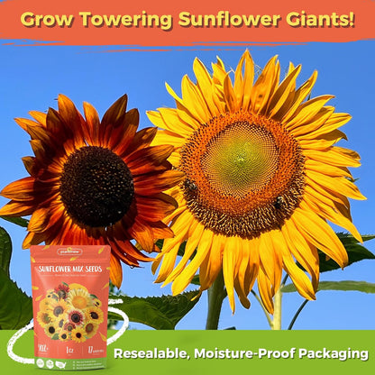 Sunflower Seeds - Giant Mammoth Heirloom Bulk Packet | 3000+ High Germination Seeds for Home Garden