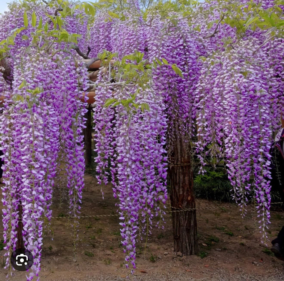 Live Plant - Wisteria Frutescenslive Starter Plant