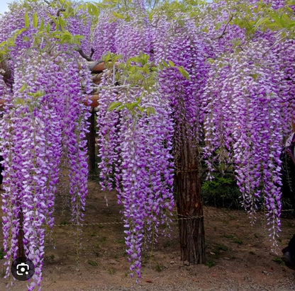 Live Plant - Wisteria Frutescenslive Starter Plant