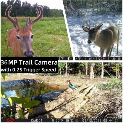 WOSODA Trail Camera 3 Pack 36MP 1920P HD Game Camera with SD Cards, 0.2s Trigger Time Infrared Night Vision Motion Activated, IP66 Waterproof 2.0''LCD Wildlife Camera for Monitoring