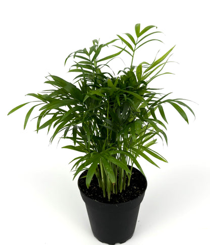 Chamaedorea Elegans Parlor Palm, Neanthe Bella Palm in 4" Pot