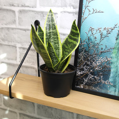 Essential Houseplant Collection (3PK) Live Plants Indoor Plants Live Houseplants in Plant Pots, Easy House Plants Indoors Live, Snake Plant, Pothos in Potting Soil, Clean Air Plants by Plants for Pets