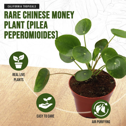 California Tropicals Rare Chinese Money Plant (Pilea Peperomioides) - Live House Plant, 4 Inch Pot for Easy Care, Perfect for Office, Home & Feng Shui Decor, Real Plants for Gardening
