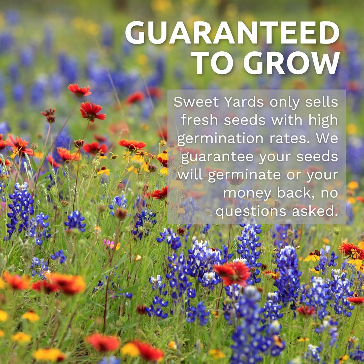 Pacific Northwest Wildflower Seed Mix - 24,000 Premium Flower Seeds in Large 1 Ounce Packet