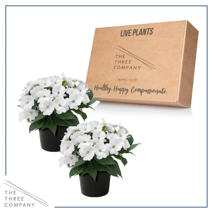 Live Flowering Sunpatiens - White (2 Plants Per Pack), Beautiful Annual Summer Color, 10" Tall by 6" Wide in 1 Quart Pot