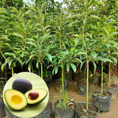 2 Years Old Avocado Tree Grafted, 1-2 Feet Tall in 3 Gallon Pot,Ready to Plant and Bear Fruit (HASS)