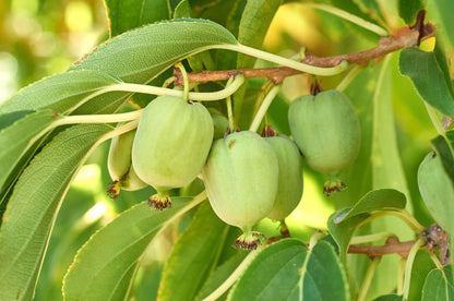 Hardy Kiwi Vine Live 1 Gallon Pot 20 Inches Tall Cold Hardy Fruit Vine Smooth Edible Skin Climbing Plant for Trellis Garden Zones 4 to 8