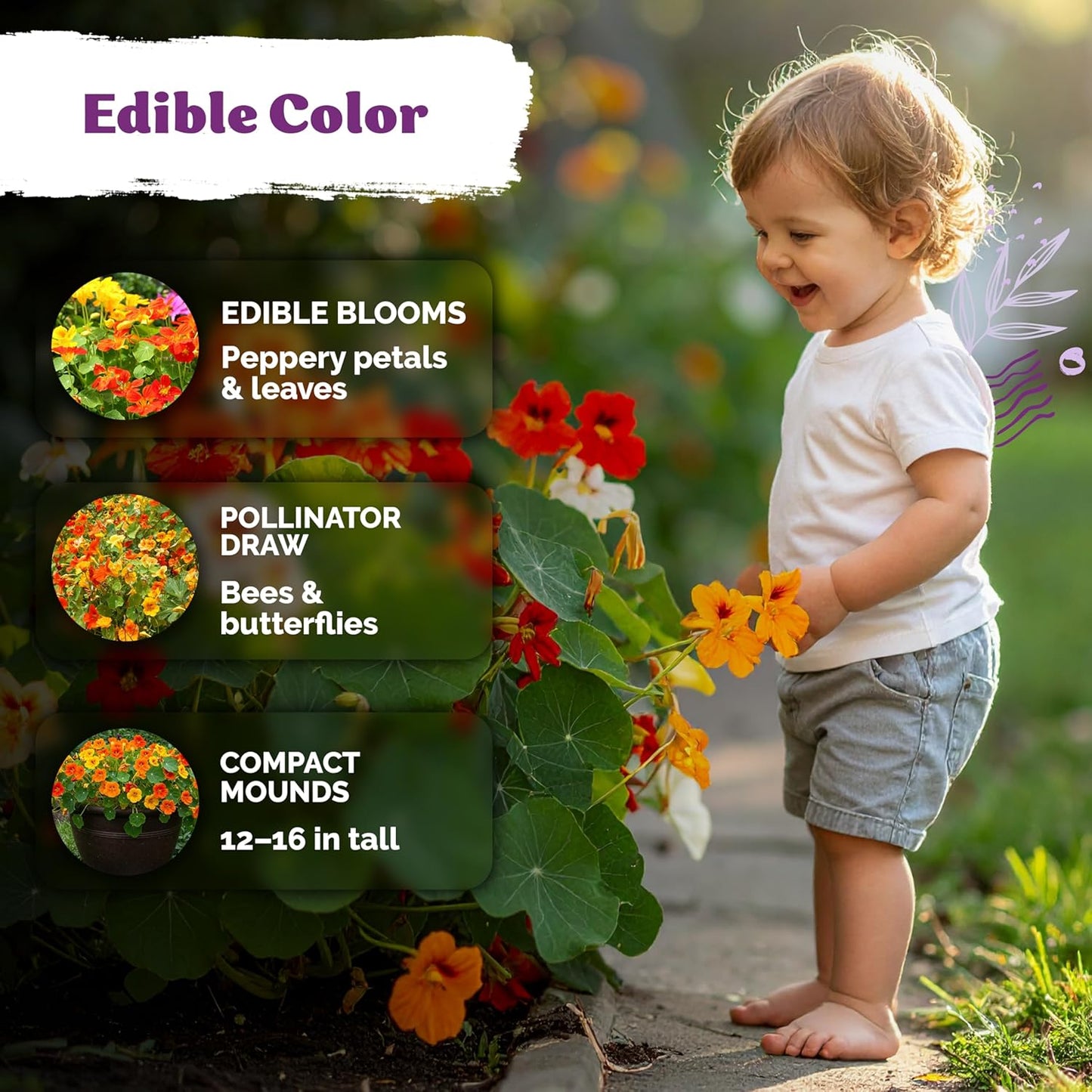 KVITER 75 Mix Jewel Nasturtium Seeds - Heirloom Organic Edible Flower Seeds for Garden & Containers