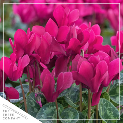 Live Flowering Cyclamen - Shades of Purple - Long Lasting Indoor Blooms - Beautiful Deco Cover - 12" Tall by 6" Wide in 1 Qt Pot