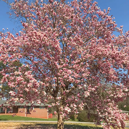 Jane Magnolia Tree Live Plant, 2-3' Tall in 3 Gallon Pot, Hardy Fragrant Flowering Magnolia Plants for Outdoor Gardening, No Ship to CA