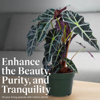 American Plant Exchange Alocasia Polly African Mask – 6-Inch with Pot – Live Easy Care Tropical Houseplant, Air Purifying Foliage for Home, Office, or Indoor Garden Decor
