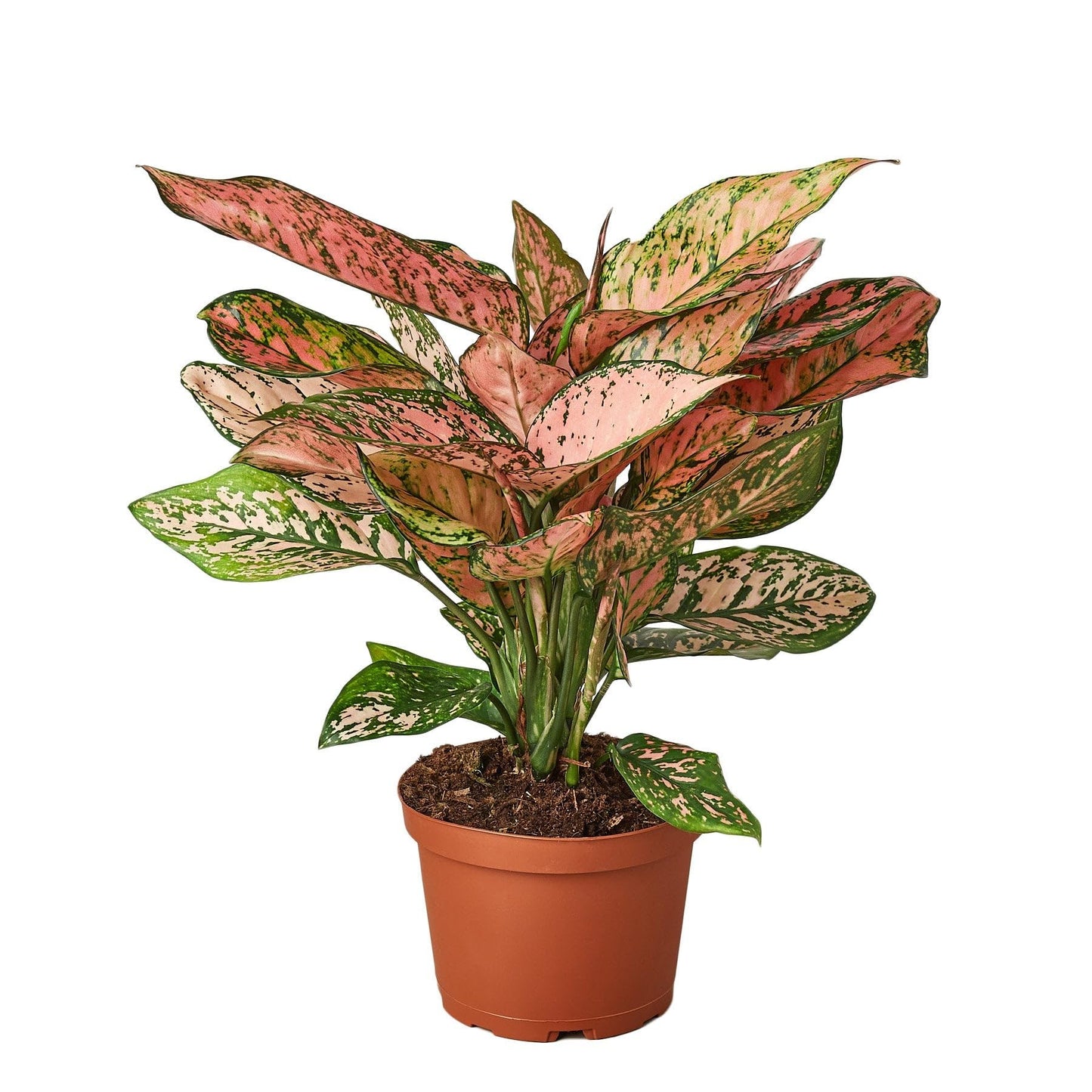 6 Pack Chinese Evergreen 'Lady Valentine' in 2in Pot - Live Plants Tropical Houseplants | Variegated | USA Growers | The Snobby Leaf