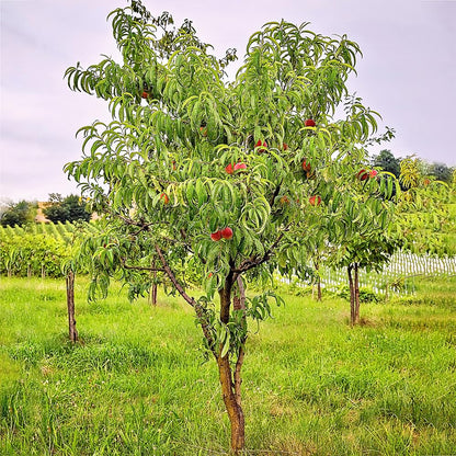 Red Haven Peach Tree, Freestone Pit, Heavy-Bearing, Cold Hardy, 1 gal Nursery Pot, 1-2 ft Tree Height (Due to Agricultural Laws, we Cannot Ship to CA, AZ, AK, or HI), 2 Trees