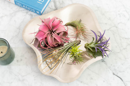 Colorful Mini Tillandsia Xerographica Air Plants in Custom Vibrant Tones - (Citrus, Pack of 3)