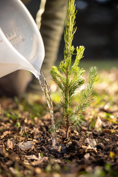 White Spruce Live Jumbo Tree Seedling Plugs | 12"-18" | Arbor Day Foundation (1-Pack)