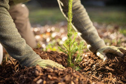 Norway Spruce Jumbo Tree Seedling Plug | 12"-18" | Arbor Day Foundation (1-Pack)