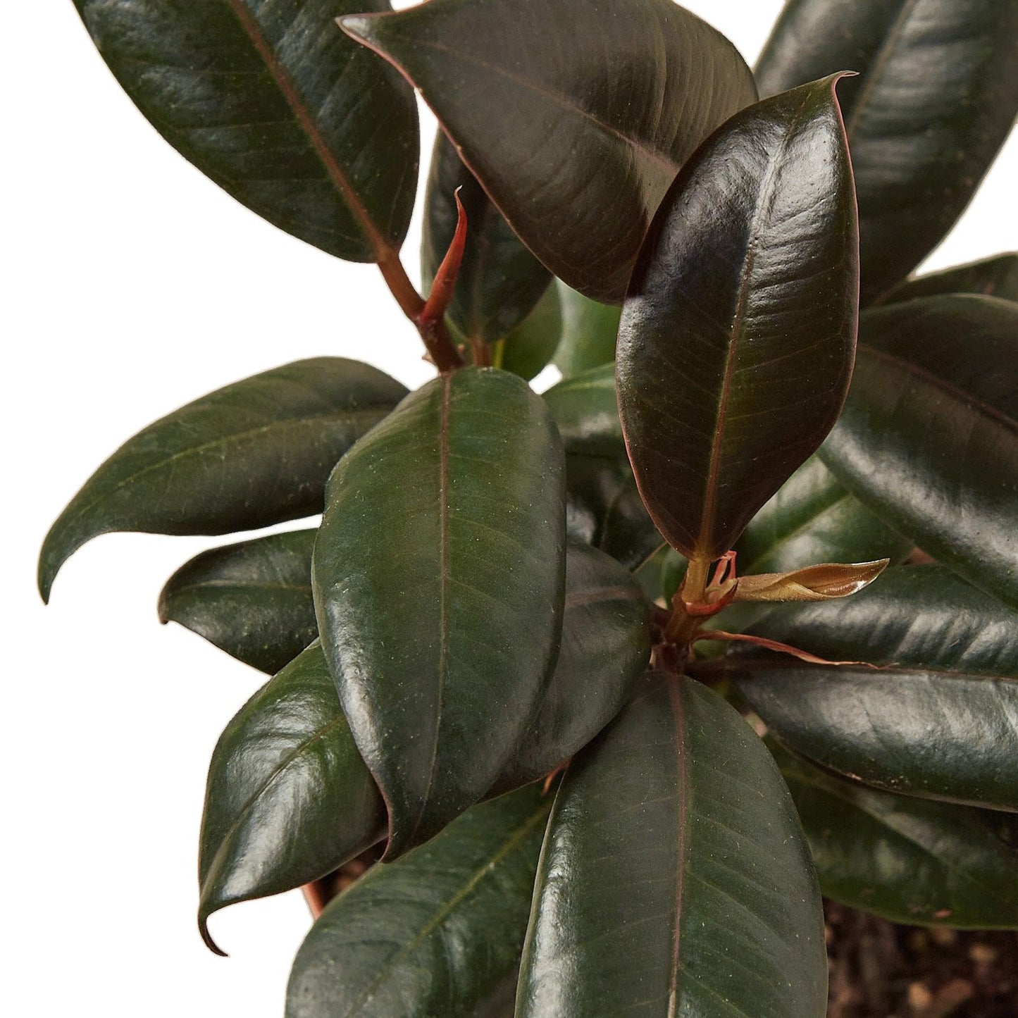7 Pack Ficus Elastica 'Burgundy' in 4in Pot - Live Plants Tropical Houseplants | Variegated | USA Growers | The Snobby Leaf