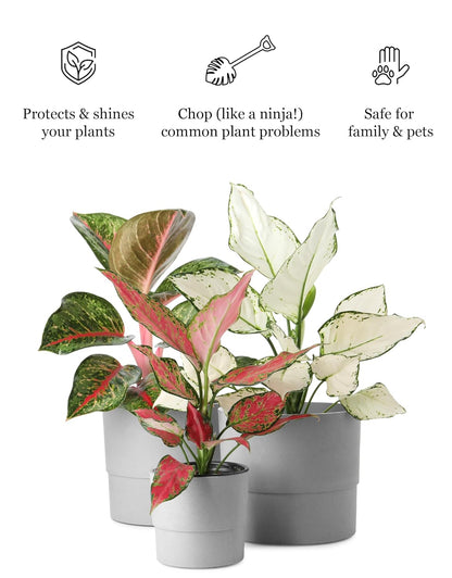 Plant & Leaf Spray - Non-Toxic Leaf Shine & Protector | Eco-Friendly Formula for Indoor Plants | Handcrafted, Women-Owned