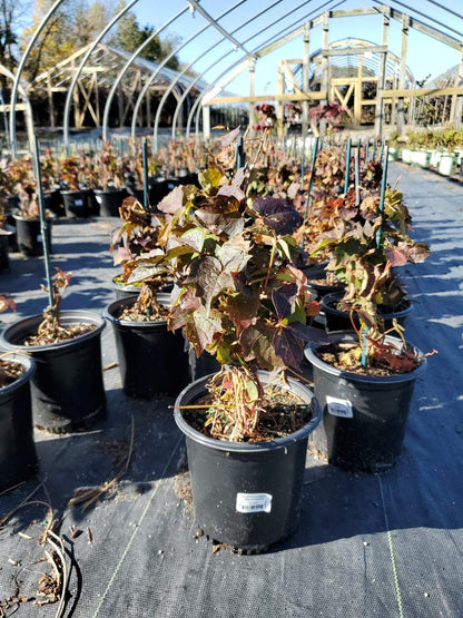 Parthenocissus Tricuspidata (Boston Ivy) Shrub, #3 - Size Container