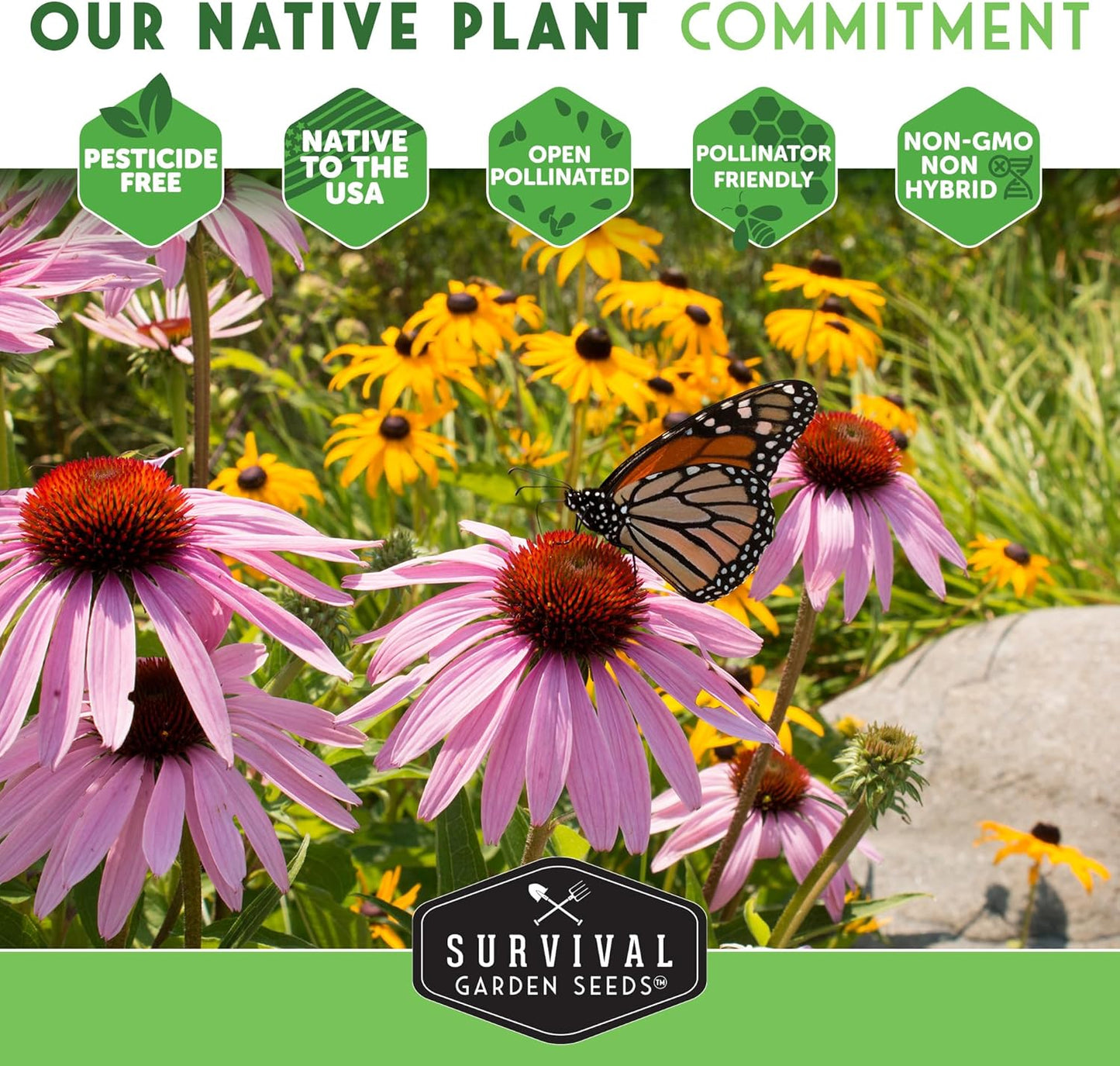 Survival Garden Seeds - New England Aster Seeds | Native Purple Perennial Wildflower | Attract Butterflies | 1 Pack