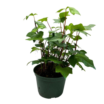 BubbleBlooms Algerian Ivy, Canary Island Ivy, Canary Ivy, Coney Island Ivy, Madeira Ivy in 6 inch Pot