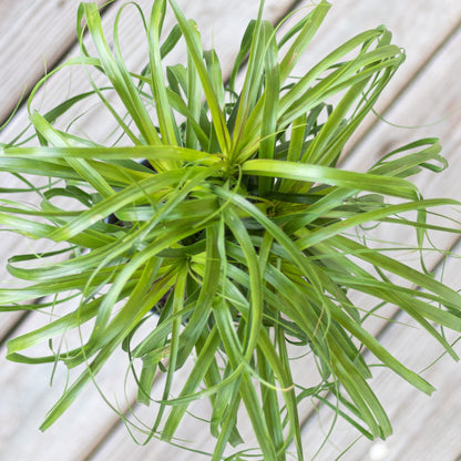 Ponytail Palm Live Plant by United Nursery, 14–16 inches Tall in 6 inch Plant Pot, Easy to Maintain Indoor House Plant for Home, Patio, or Office Decor