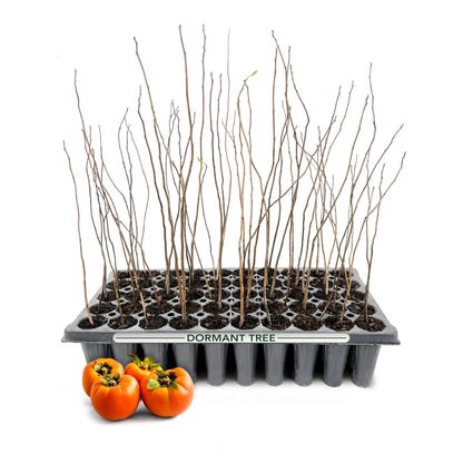 Persimmon Fruit Trees | 10 Live Trees | Diospyros Kaki | Edible Fruit Tree for Home Gardens | Cold Hardy Plants with Sweet, Delicious Fruits