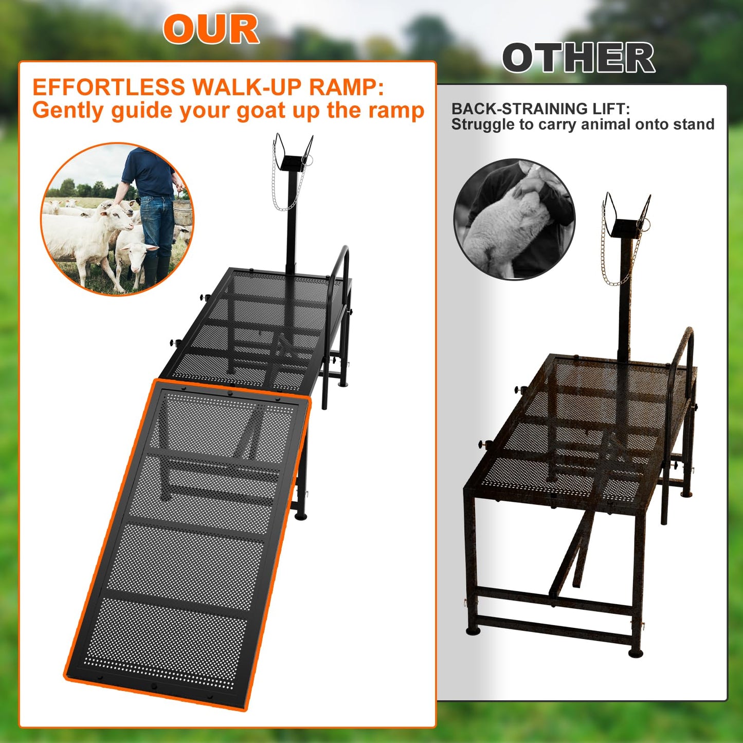 ZUIWAN Heavy Duty Sheep Trimming Stand with Ramp - Adjustable Livestock Grooming & Milking Stand for Goat, Sheep Shearing and Milking Frame