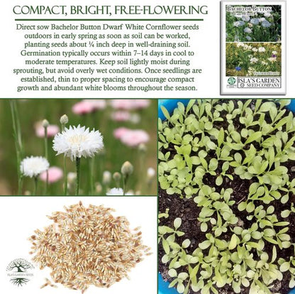 Isla's Garden Seeds Dwarf White Bachelor Button Seeds - 200+ Heirloom Non-GMO Seeds for Easy Cottage Gardens