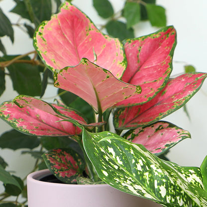 Live Aglaonema Chinese Evergreen Plant 'Beauty', Indoor Houseplant for Home or Office, Air Purifying Real Indoor Plants for Beginners, Variegated Tropical Houseplants, Easy to Grow