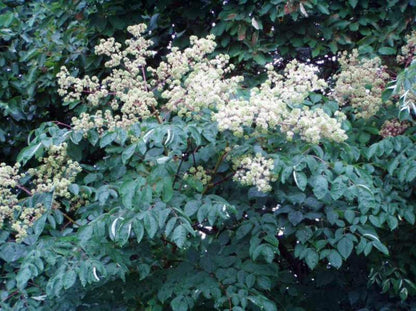 4-6" Tall Aralia spinosa Rare Exotic Hardy Small Starter Tree - 1 Plant Devil's WALKINGSTICK