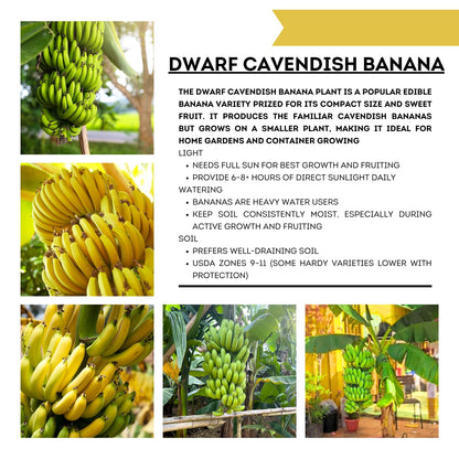 Dwarf Cavendish Banana Tree Live Plant, Cold Hardy Banana Plant Live, Tropical Banana Fruit Seedling, Well Rooted 4-8 Inch Tall
