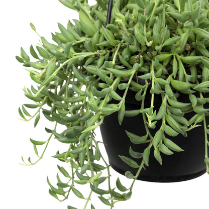 String of Bananas Succulent Plant Decor Hanging Basket, Real Succulents & Houseplants for Home or Office, Senecio Radicans, Unique House Plants