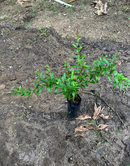 Big Pomegranate (Punica granatum) (Granada) Tropical Live Fruit Tree (2-3ft) Plant