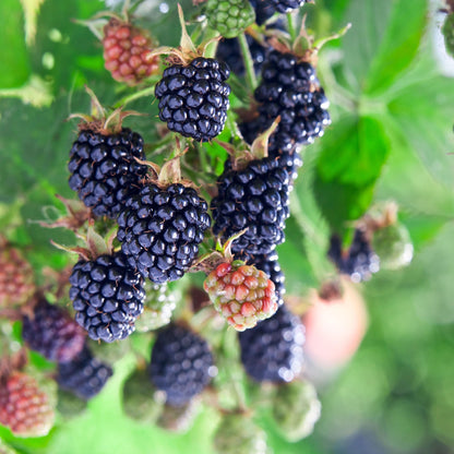 Perfect Plants Apache BlackBerry 3 Gallon | Live Fruit Bush for Gardening | Sweet Edible Berries & Thornless