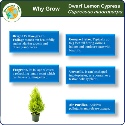 Live Dwarf Lemon Cypress, Cupressus macrocarpa 'Goldcrest Wilma', Indoor Tree, Houseplant, 6-in Pot