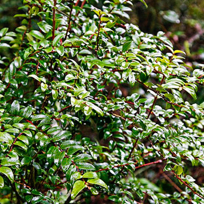 Direct Gardening Huckleberry Bush Dormant Bare Root Fruit Bearing Starter Plant