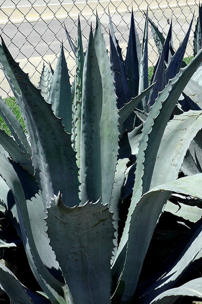 Agave Americana - Blue Agave - 2 Plants in Big Size