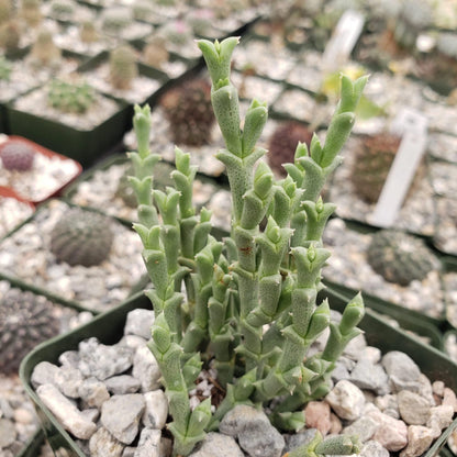 Ruschia perfoliata Cacti Cactus Succulent Real Live Plant