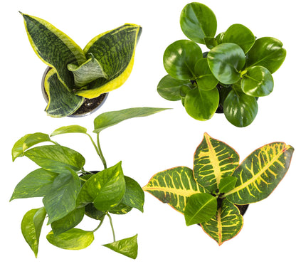 Money Tree Plant Indoor House Plants, Chinese Money Plant Decor, Bonsai Tree Feng & Essential Houseplant Collection (4PK) Live Plants Indoor Plants Live Houseplants in Plant Pots