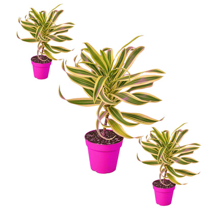 3 Pack Dracaena 'Song of India' in 4in Pot - Live Plants Tropical Houseplants | Variegated | USA Growers | The Snobby Leaf