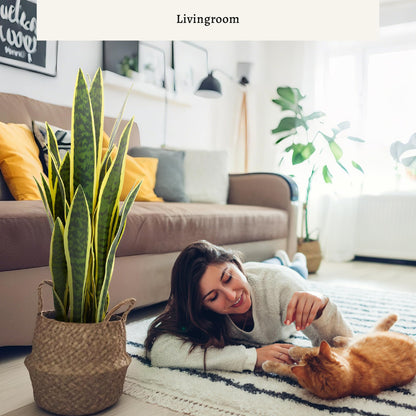 KOL 25.6’’ 2-Pack Artificial Snake Plant, Mother in Law Tongue Plants, 2ft Fake Sansevieria Indoor, 32 Realistic Leaves in Pot, Home Office Hotel Garden Corner Decor, Yellow