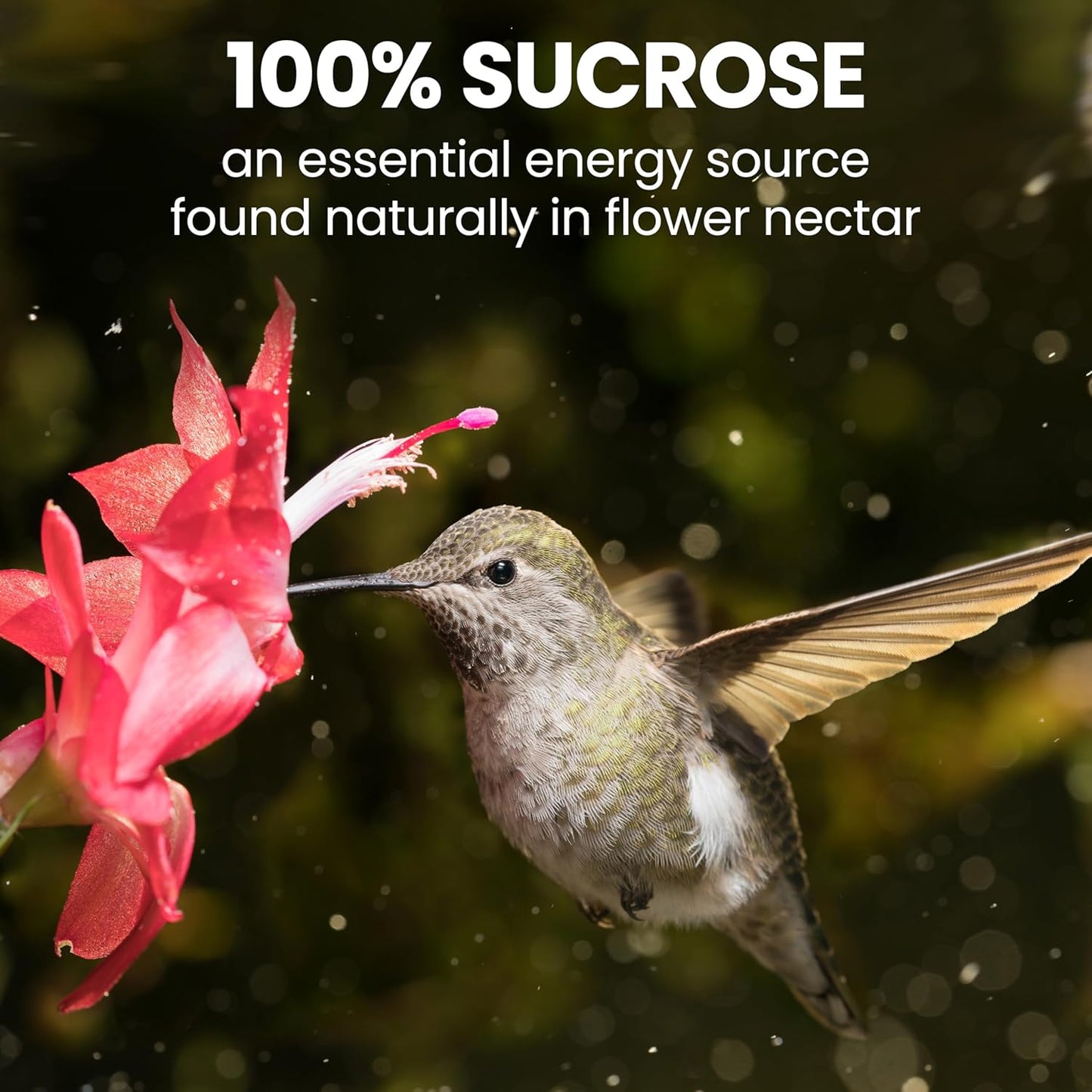 Perky-Pet Hummingbird Nectar Concentrate - 32 oz | Makes 96 FL OZ of Red Nectar for Feeders