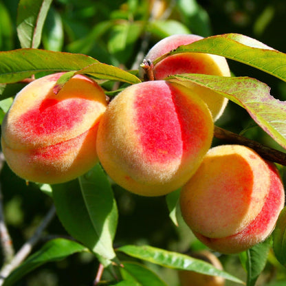 TomorrowSeeds - Nemaguard Peach Tree Seeds - 15+ Count - for 2026 Planting Prunus Persica Peaches Rootstock Nectarine Root Hardy Grafting Fruit Perennial Trees Pink Blossoms Grow Your Own Home Farm