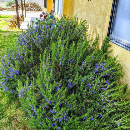 Set 3 Blue Rosemary Plants Live, Rosemary Live Plant, Edible and Fragrant Herbs, Rosemary Seedling for Indoor Outdoor Planting, 4-6 Inches Starter Plant
